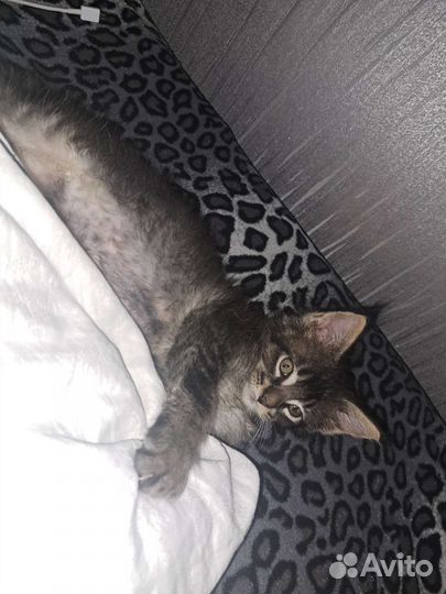 Котята мейн-кун