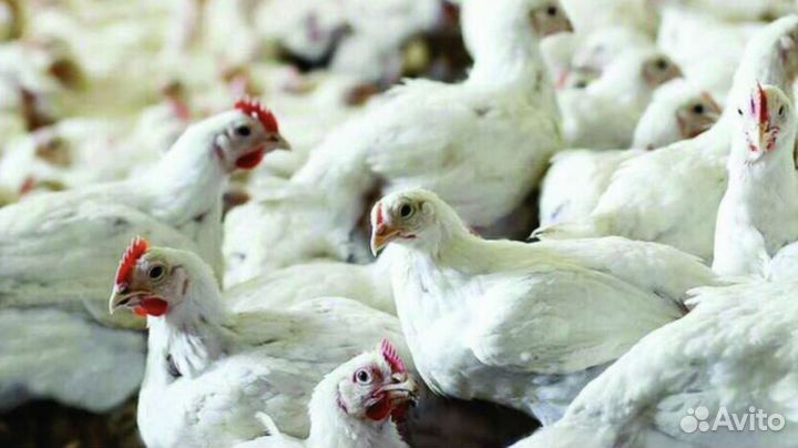 Куры бройлеры живым весом