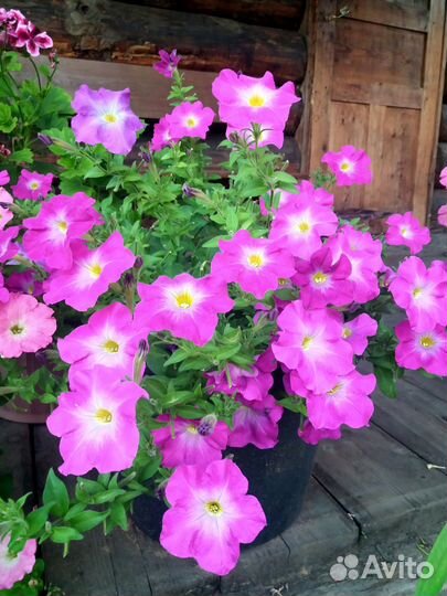 Петуния сортовая рассада в 0.5л