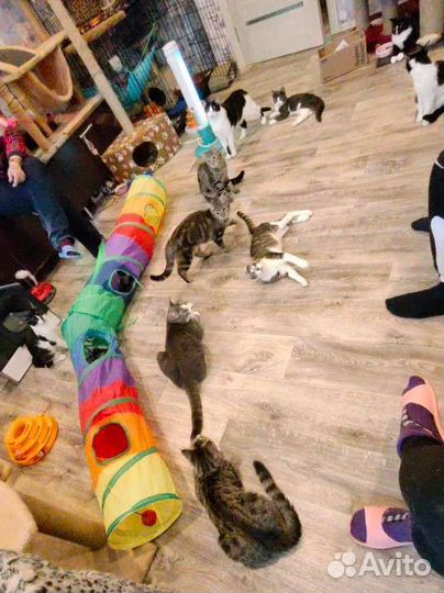 Котики и собачки ищут дом