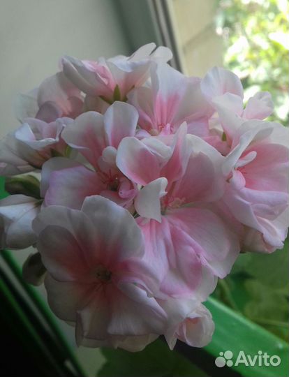 Сортовая пеларгония