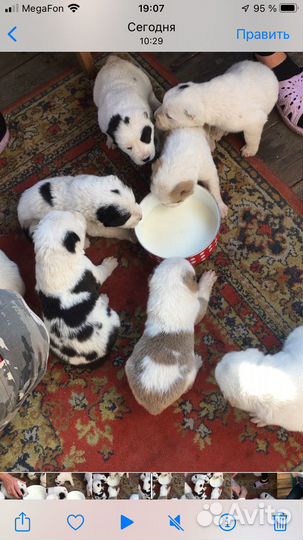 Щенки алабая