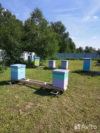 Пасека пчелы