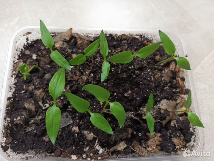 Рассада перца на пикировку Крепыш