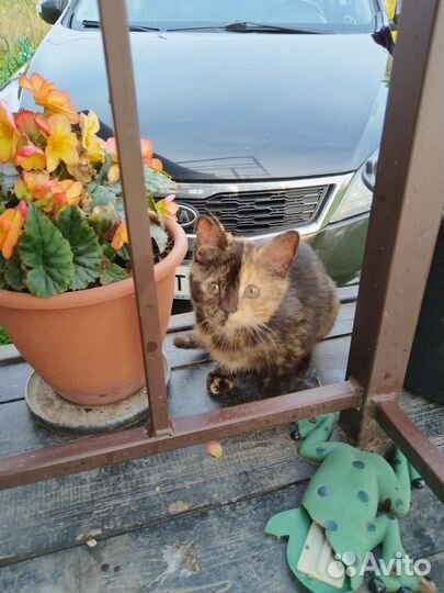 Котенок-девочка черепаховой окраски