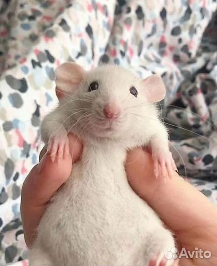 Декоративная крыса