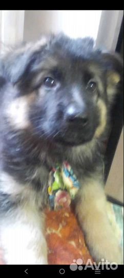 Щенок немецкой длинношерстной овчарки