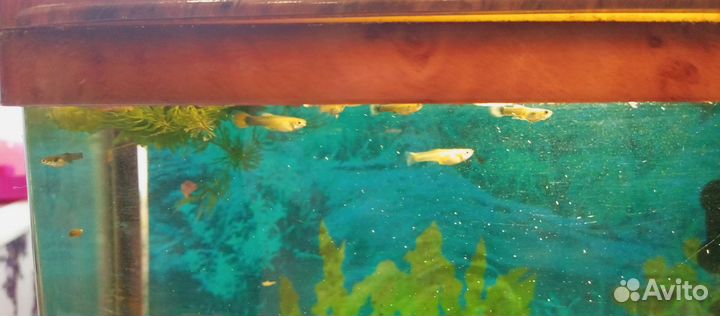 Аквариумные рыбки