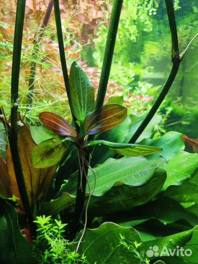 Эхинодорус (детка)