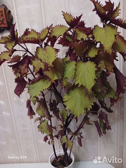 Колеусы. Взрослые растения