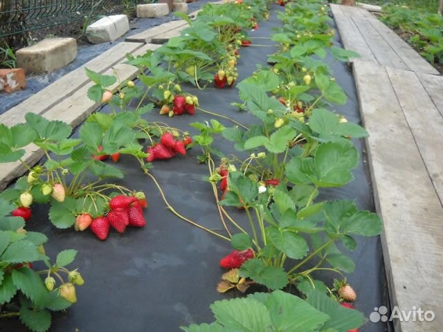 Рассада клубники сорта Сирия и Лималексия