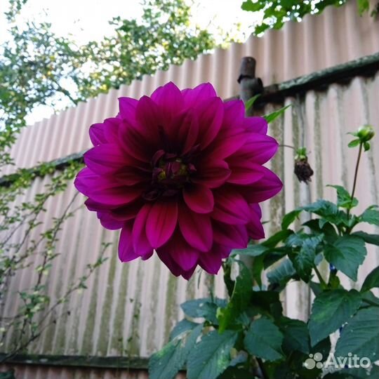 Георгины клубни