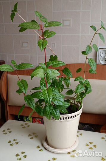 Цветы разные