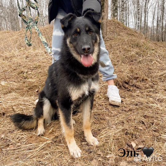 Небольшой метис овчарки