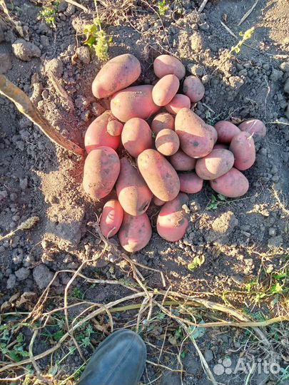 Сортовой картофель Уника, Шарвари Пирошка и др