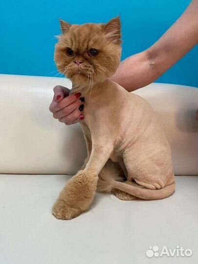 Груминг (стрижка) кошек с выездом 