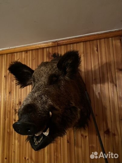 Чучело кабан секачь