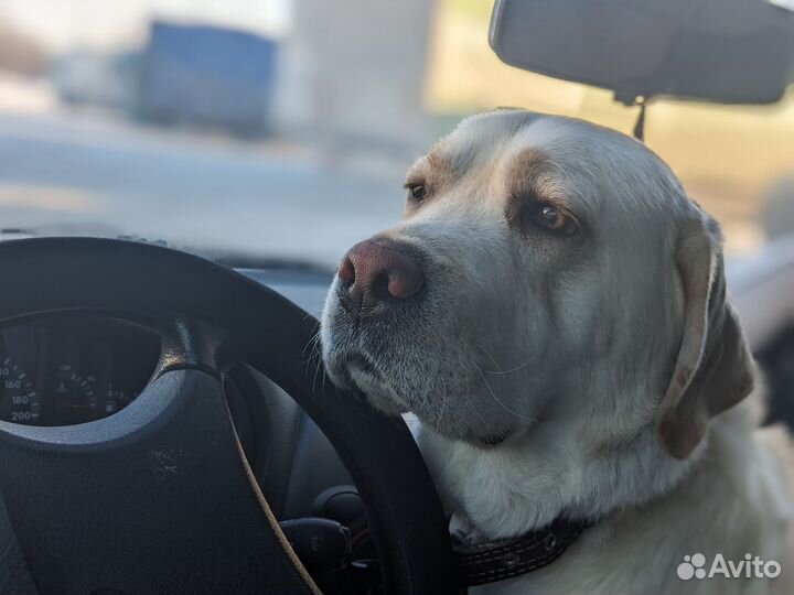 Вязка лабрадор ретривер