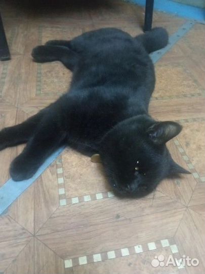 Отдам кота в добрые руки