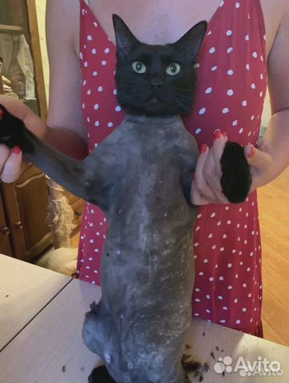 Вакцинация животных