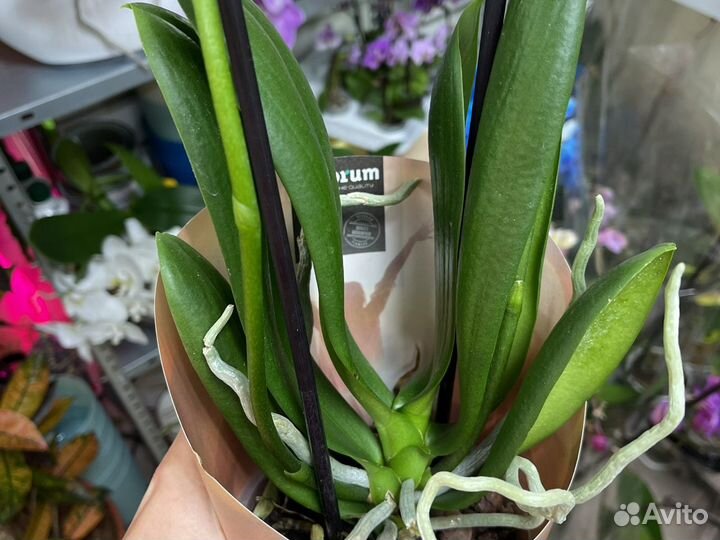 Орхидея дикий кот отцветает