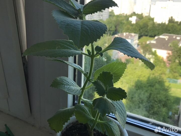 Комнатная мята (войлочная)