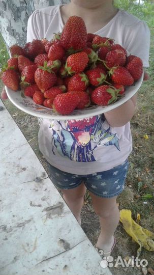 Рассада клубники