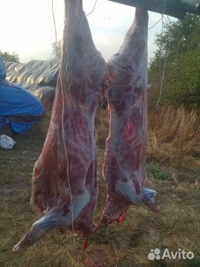 Говядина и телятина