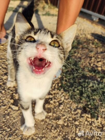 Домашнее животное