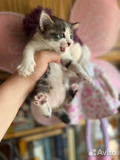 Курильский бобтейл котик