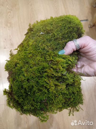 Мох живой