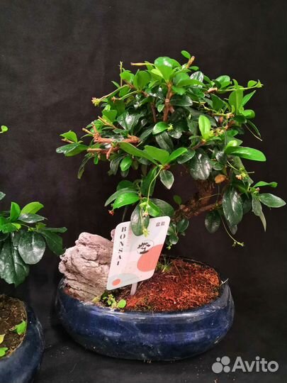 Дерево бонсай кармона 20/30