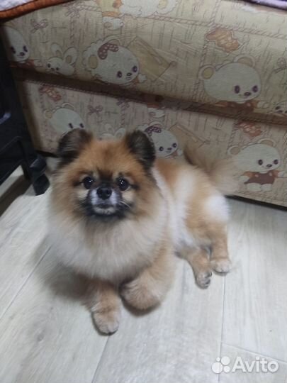 Померанский шпиц вязка кобель