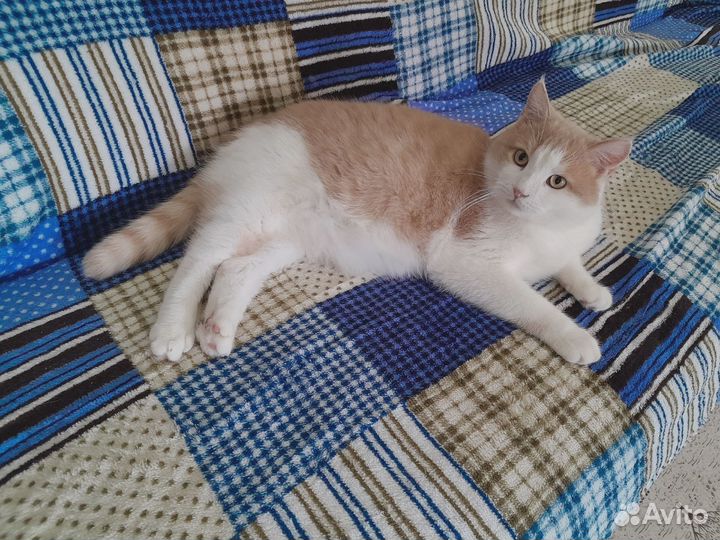 Отдам кота