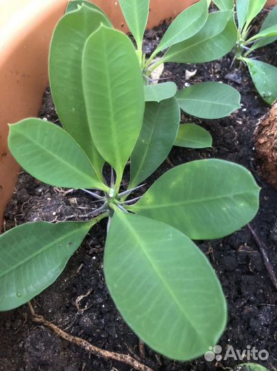 Молочай Миля, Панданус, кактусы