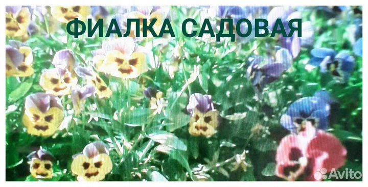 Садовые многолетние цветы