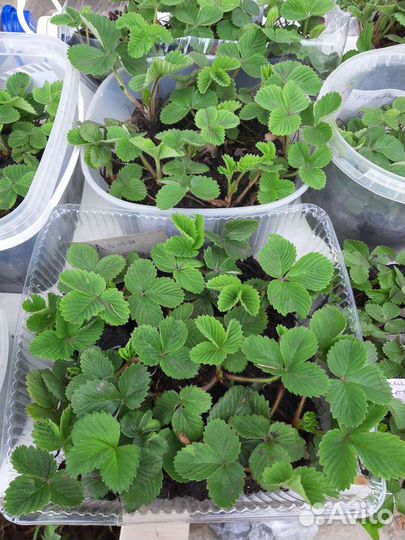 Рассада клубники Фестивальная