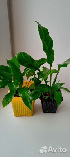 Спатифиллум кустиком