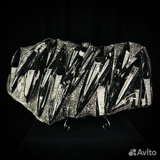 Ортоцерас окаменелость ископаемое окаменелый