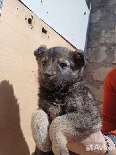 Щенки бесплатно