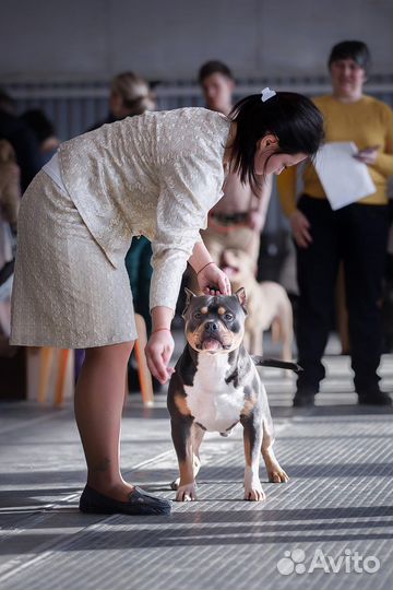 Американский булли покет вязка