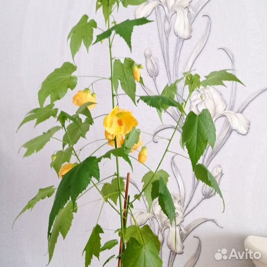 Комнатный цветок Аббутилон жёлтый, сортовой