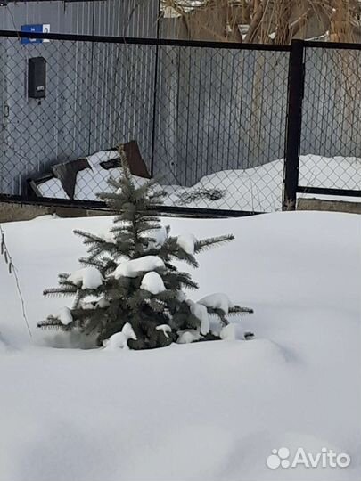 Большое растение