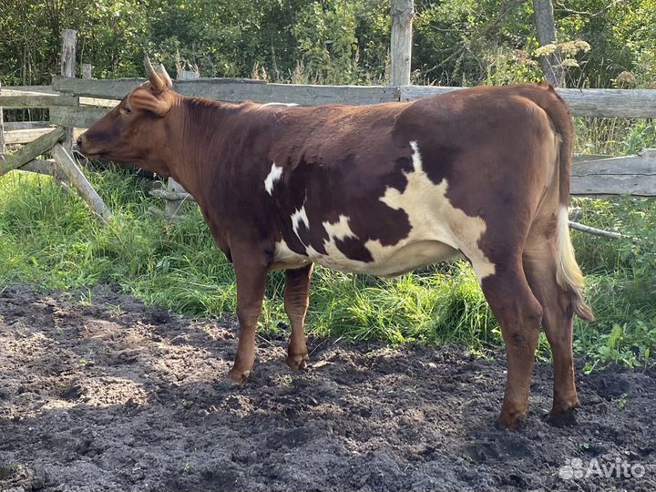 Корова телка нетель