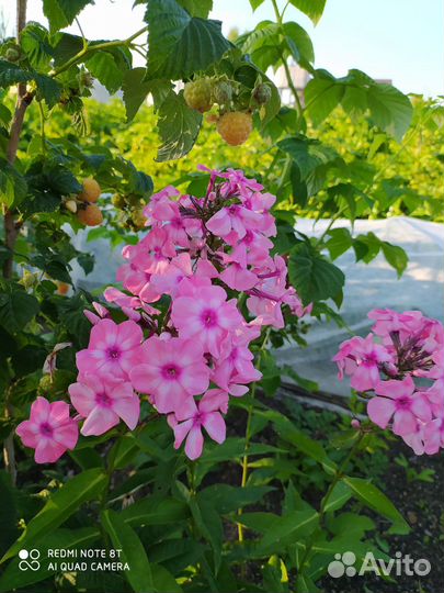 Многолетние цветы