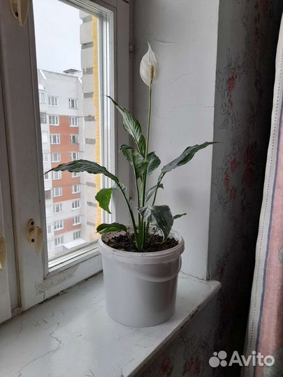 Женское счастье или Спатифиллум