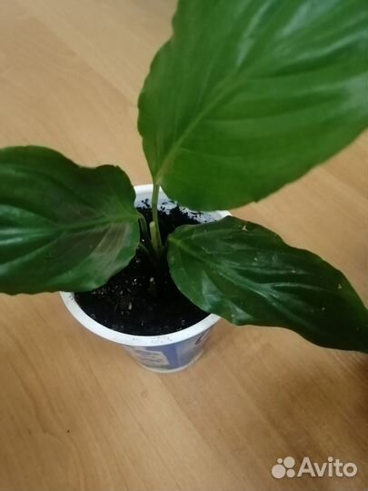 Спатифиллум - много