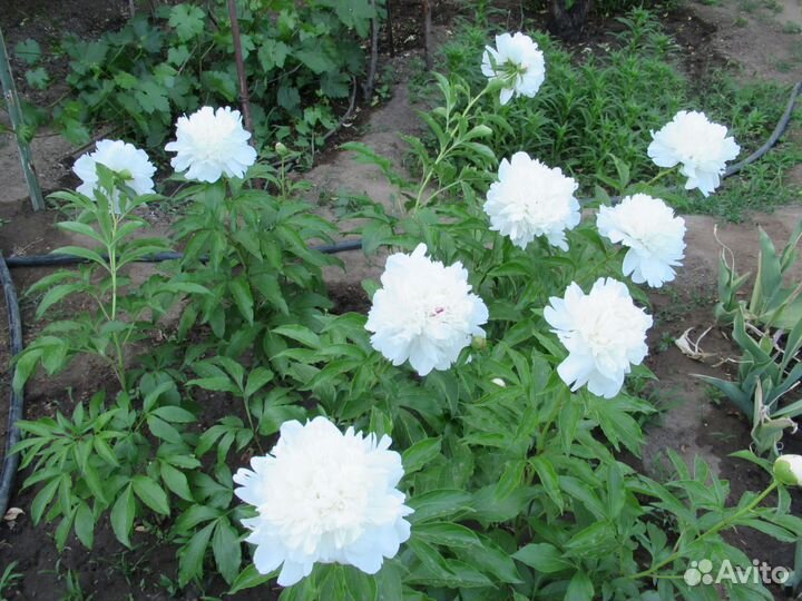 Пион как польза