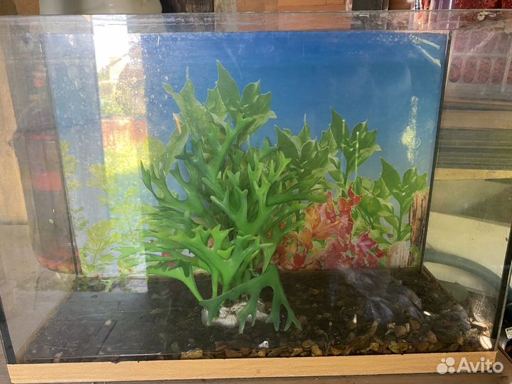Аквариум