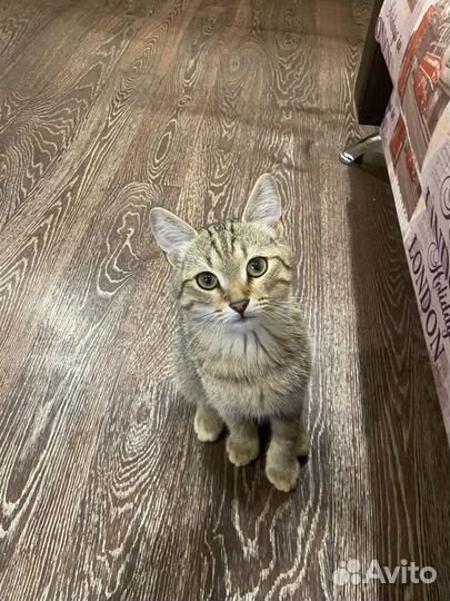 Шотландские котята